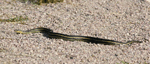 Plains Garter Snake - Thamnophis radix
