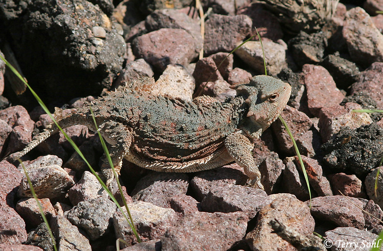 Greater Short-horned Lizard - Phrynosoma hernandesi