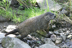 Groundhog (Woodchuck) - Marmota monax
