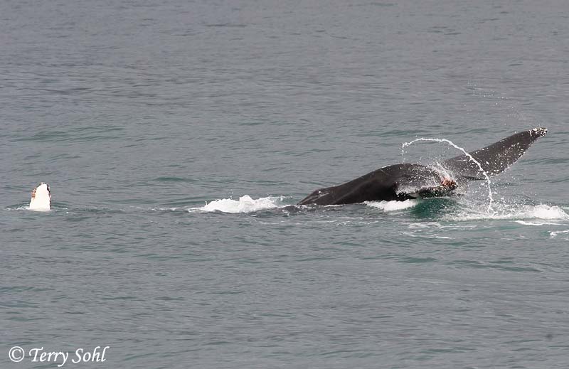 Humpback Whale - Megaptera novaeangliae