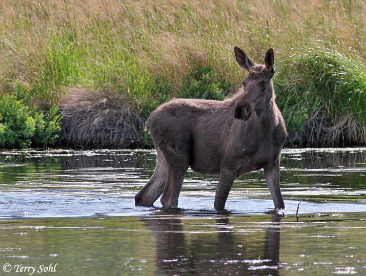 Moose - Alces alces