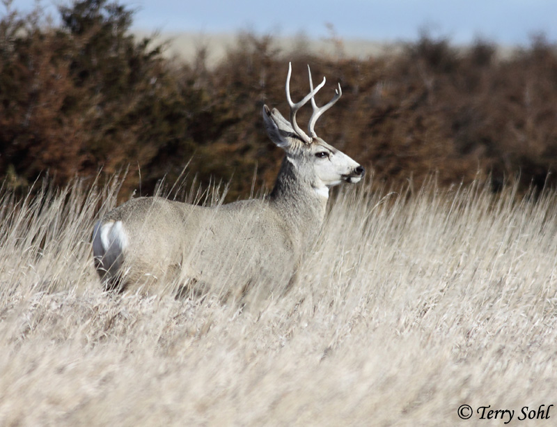 Mule Deer - Odocoileus hemionus