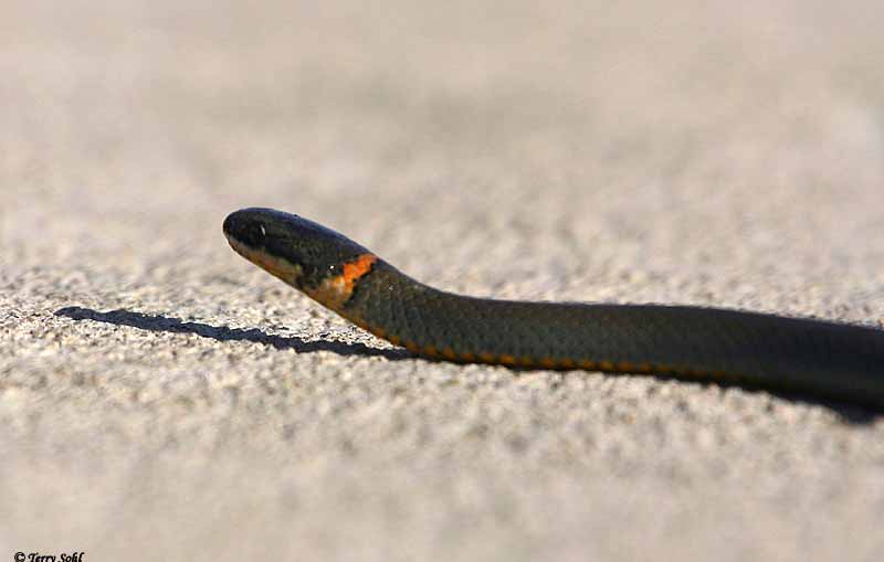 Prairie Ringneck Snake - Diadophis punctactus arnyi