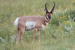 Pronghorn 18 - Antilocapra americana