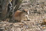 Round-tailed Ground Squirrel - Xerospermophilus tereticaudus