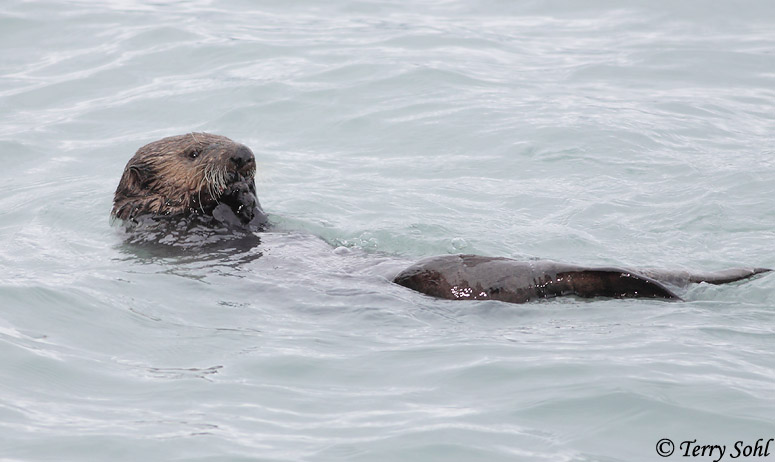 Sea Otter - Enhydra lutris