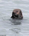 Sea Otter - Enhydra lutris