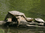 Snapping Turtle - Chelydra serpentina