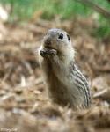 Thirteen-lined Ground Squirrel - Ictidomys tridecemlineatus