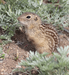 Thirteen-lined Ground Squirrel - Ictidomys tridecemlineatus