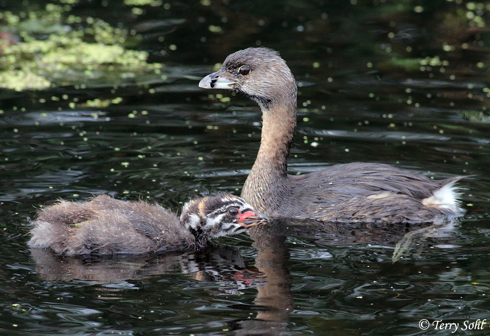 Podilymbus podiceps - Pied-billed Grebe and Young