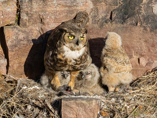 Great Horned Owl - Bubo virginianus