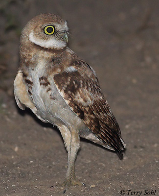 Burrowing Owl - Athene cunicularia - Photograph