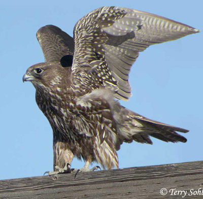 Gyrfalcon - Falco rusticolus - Photograph