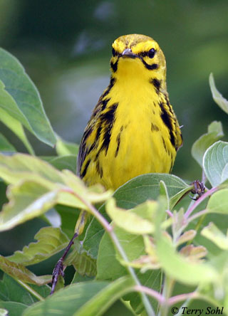 Prairie Warbler - Setophaga discolor - Attracted by taped bird call
