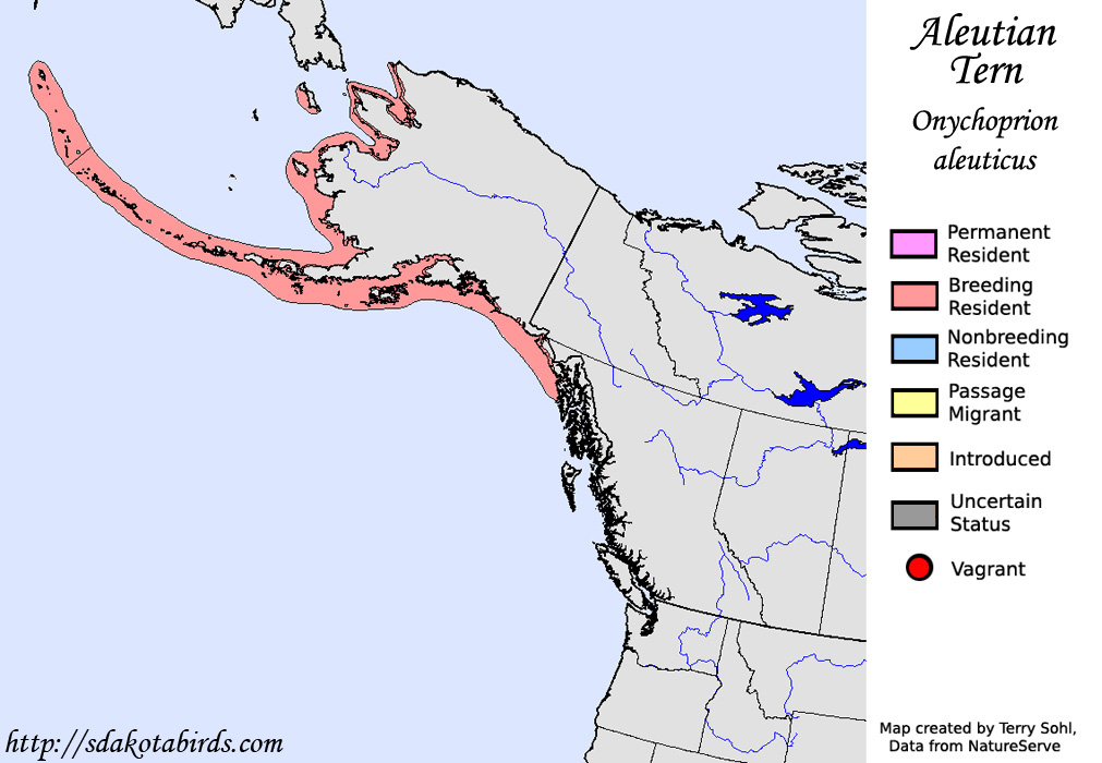 Aleutian Tern - North American Range Map