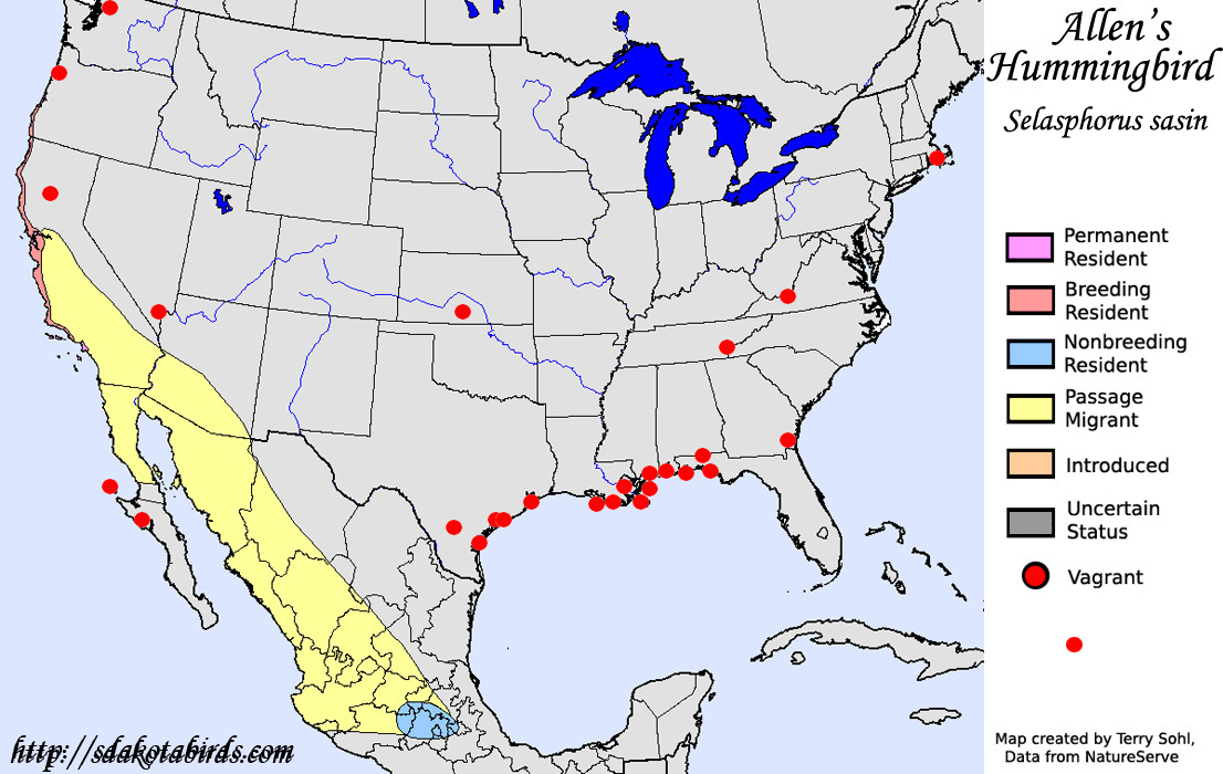 Allen's Hummingbird - North American Range Map