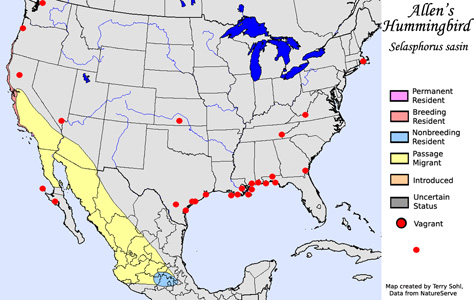 Allen's Hummingbird - Range Map