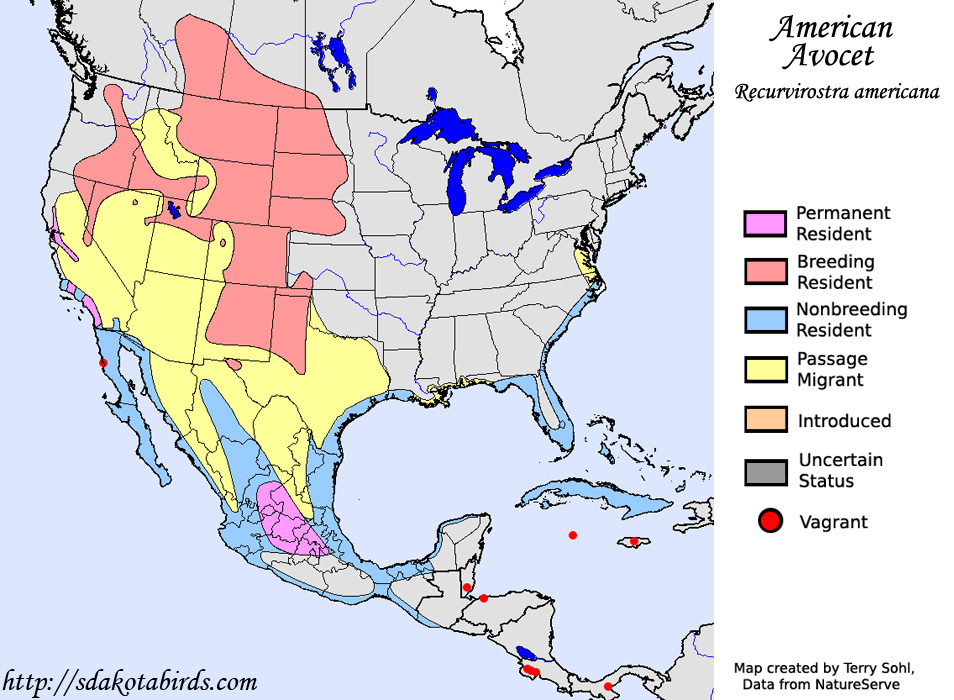North American Range Map - American Avocet
