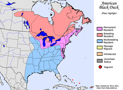 Range Map - American Black Duck