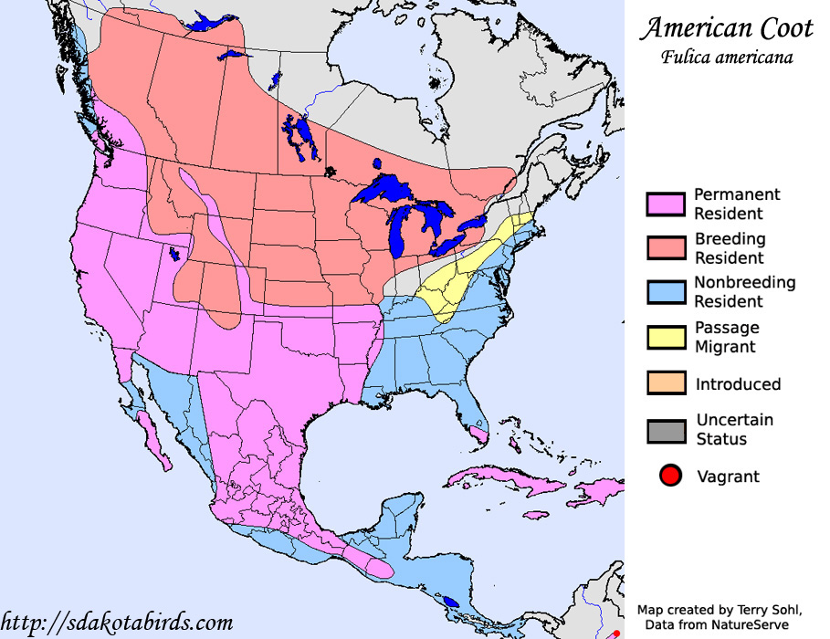 Range map - American Coot