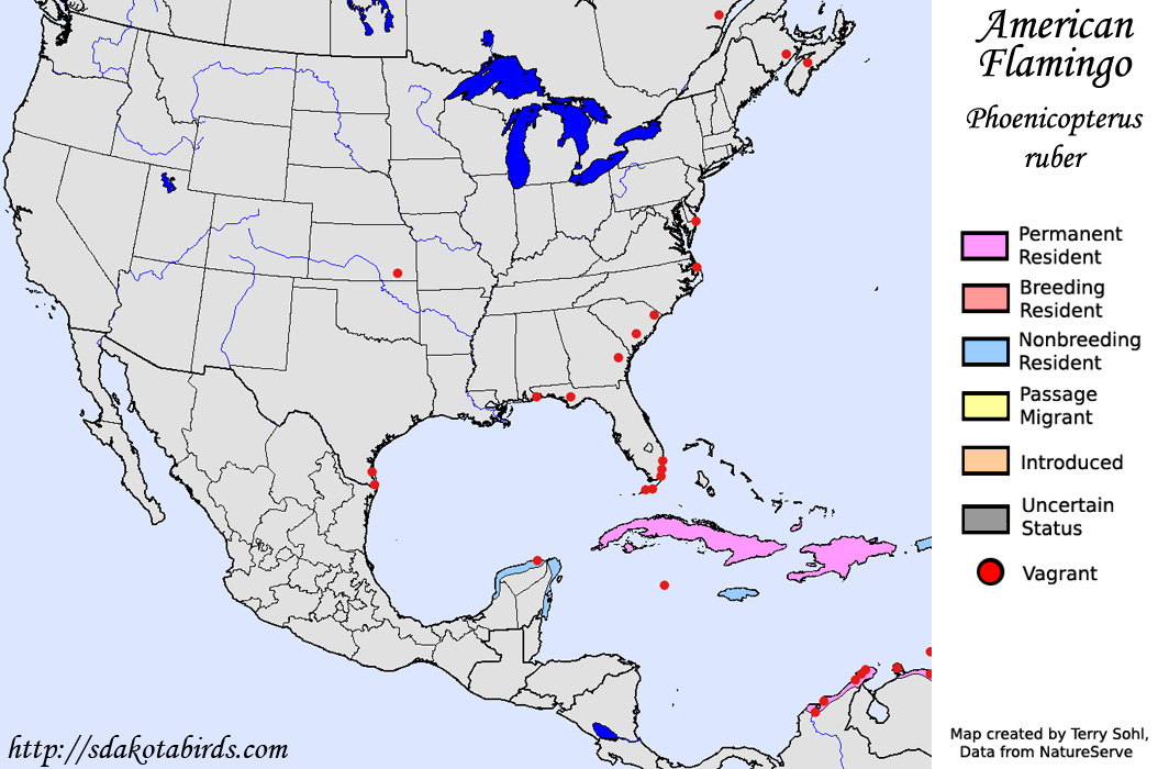 American Flamingo - North American Range Map