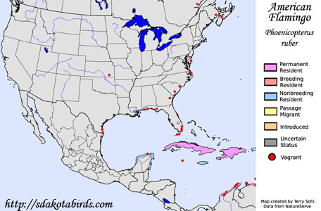American Flamingo - Range Map