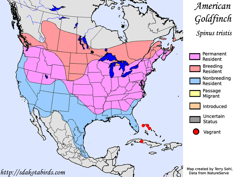 American Goldfinch - Species Range map