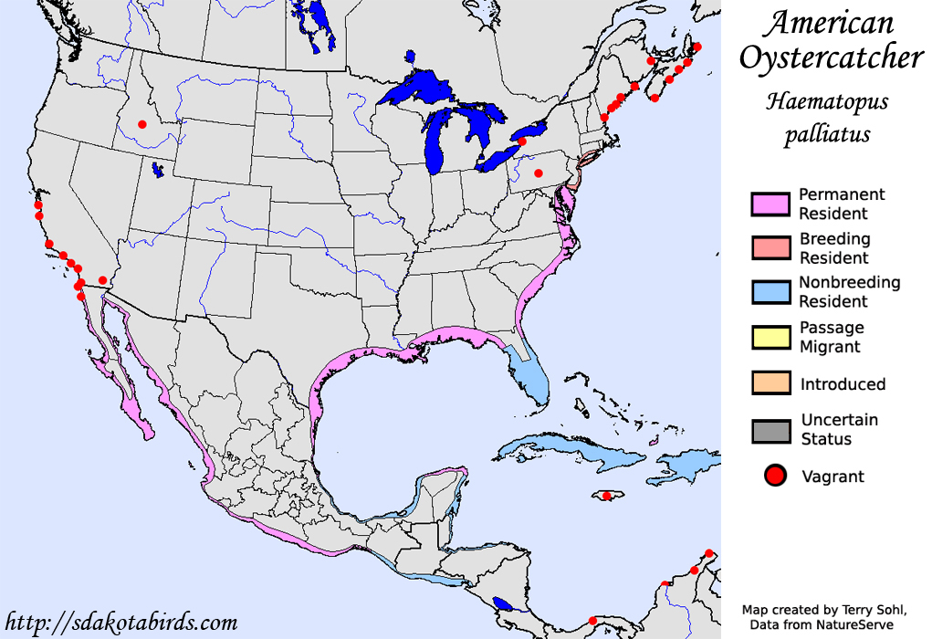 American Oystercatcher - North American Range Map