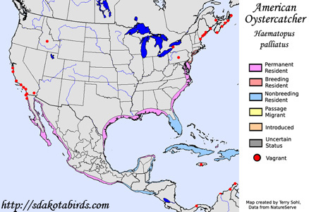 American Oystercatcher - Range Map