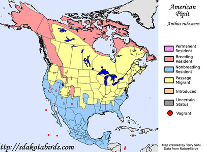 American Pipit - Range Map