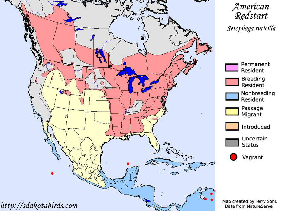American Redstart - Range Map