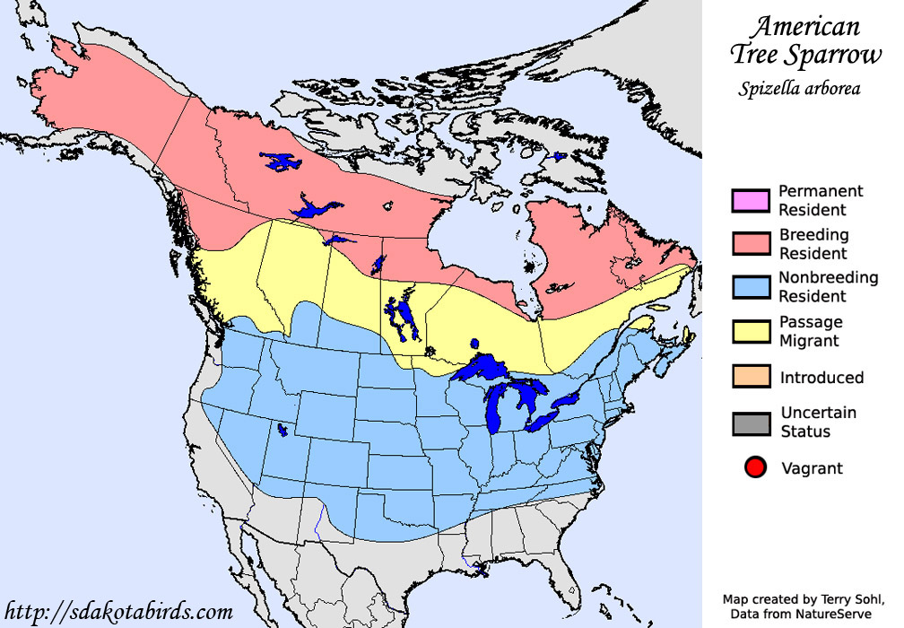American Tree Sparrow - Range Map