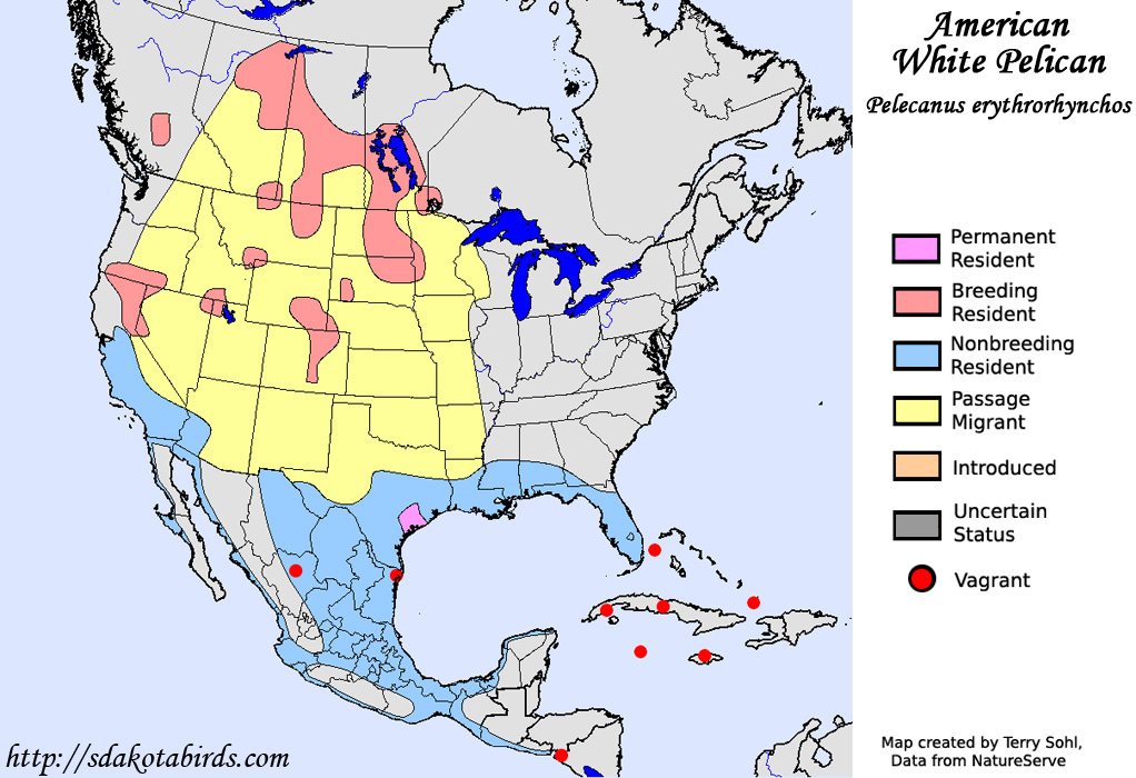 American White Pelican - Range Map