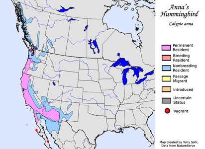 Anna's Hummingbird - Calypte anna - Range map