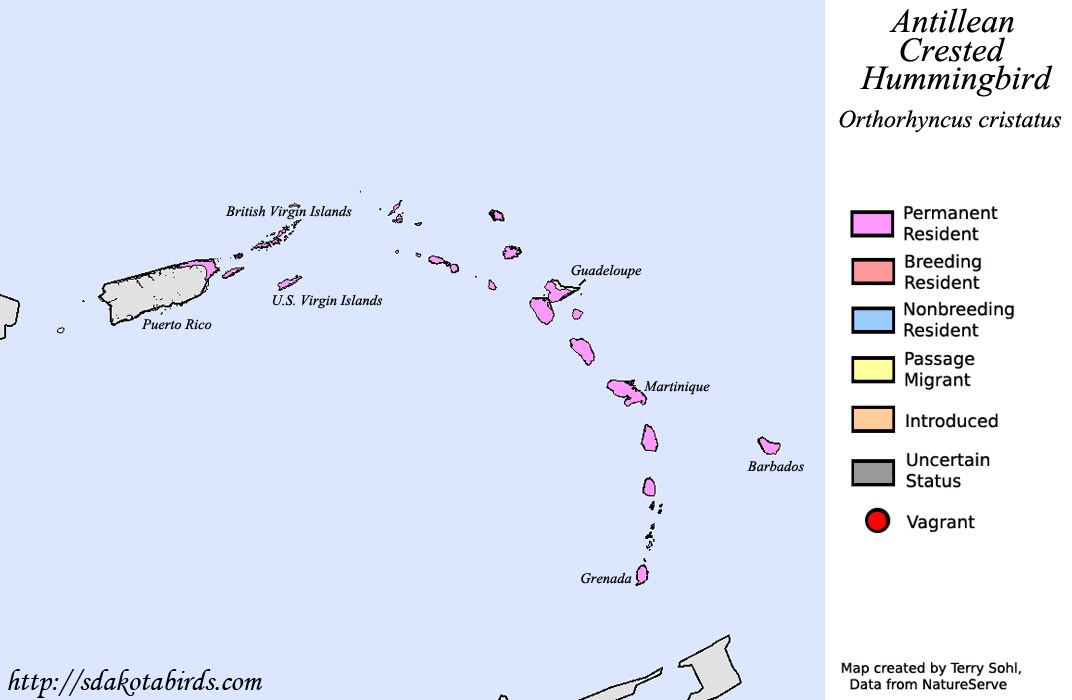 Antillean Crested Hummingbird - Range Map