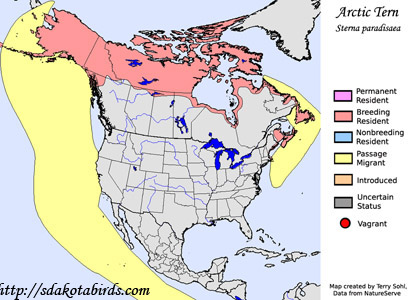 Arctic Tern - Range Map