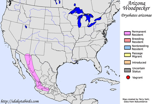 Arizona Woodpecker - Range Map