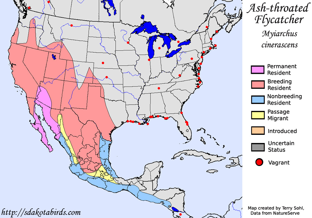 Ash-throated Flycatcher - North American Range Map