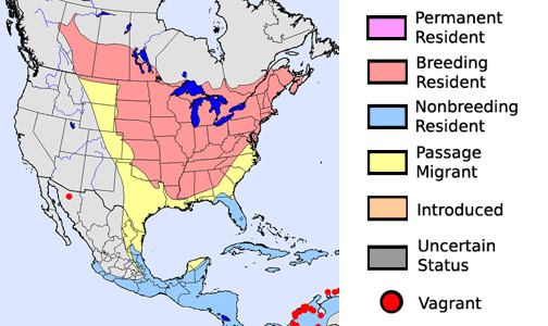 Baltimore Oriole - Species Range Map