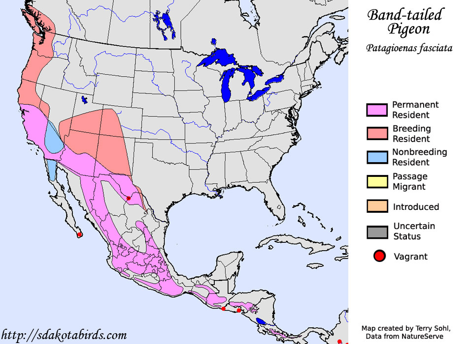 Band-tailed Pigeon - Range Map
