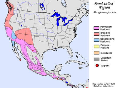 Band-tailed Pigeon - Range Map