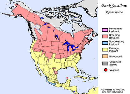 Bank Swallow - Range Map