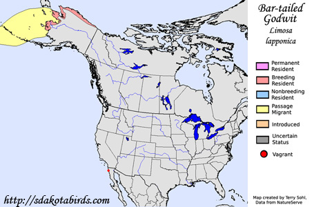 Bar-tailed Godwit - Range Map