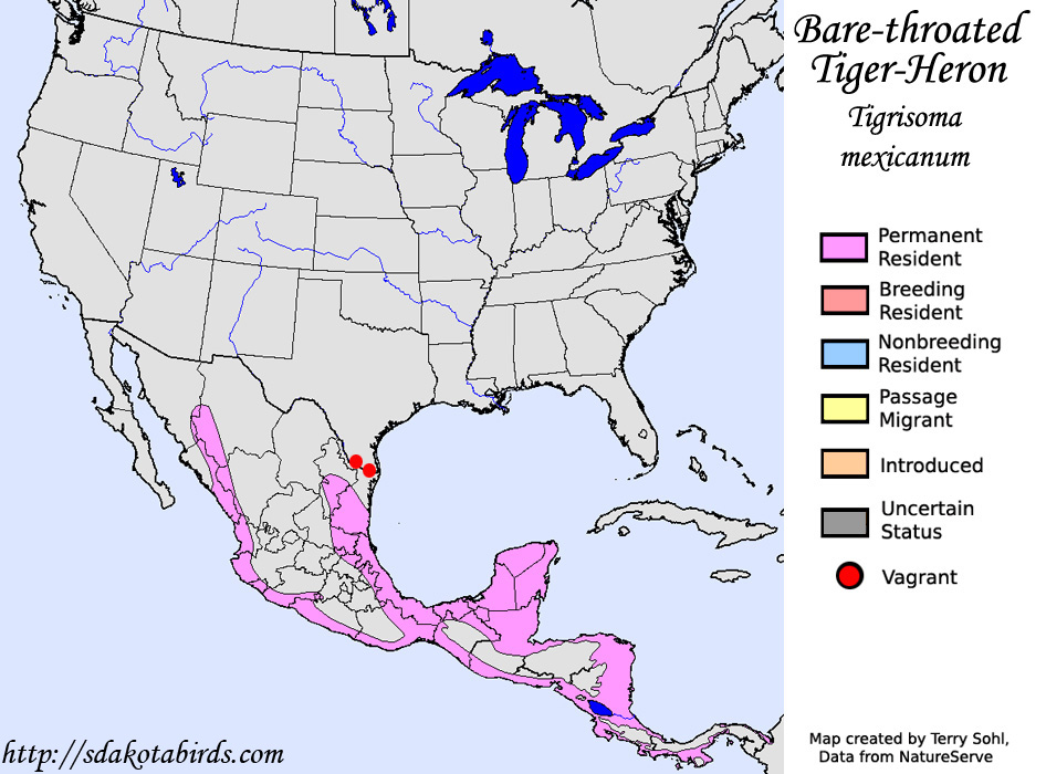 Bare-throated Tiger-Heron - North American Range Map