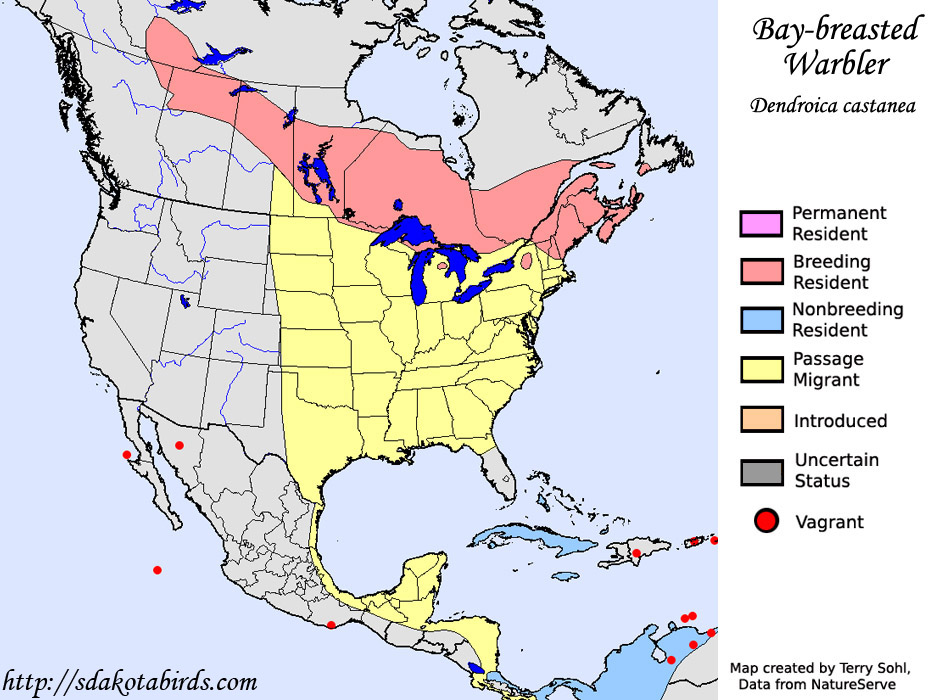 Bay-breasted Warbler - Range Map