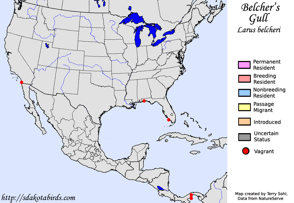 Belcher's Gull - North American Range Map