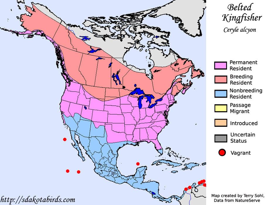 Maryland Biodiversity Project - Belted Kingfisher (Megaceryle alcyon)