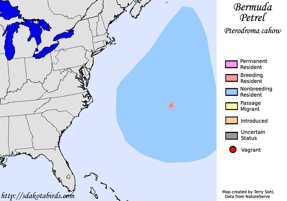 Bermuda Petrel - North American Range Map