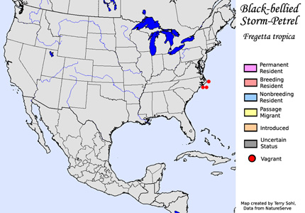 Black-bellied Storm-Petrel - Range Map